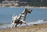 DALMATIEN 193